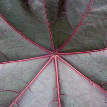 Ein Tag in der Hardtanlage in Wuppertal