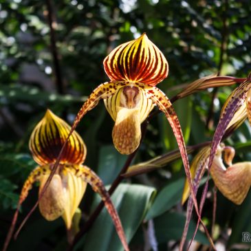 Orchideenausstellung im Palmengarten