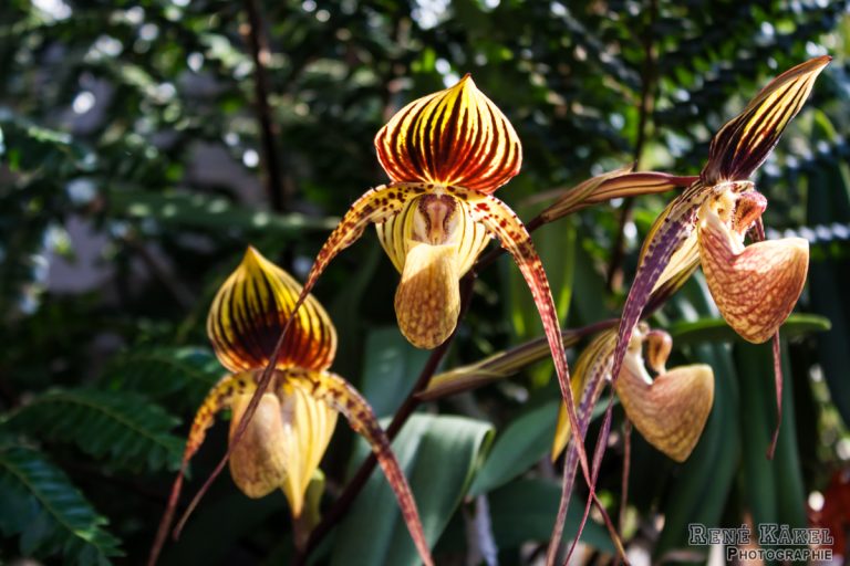 Orchideenausstellung im Palmengarten