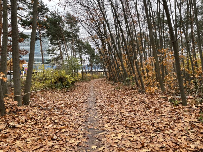 Die Unfähigkeit der Stadt Frankfurt