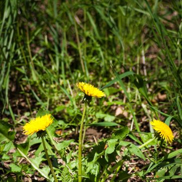 Fotorunde im Frühling