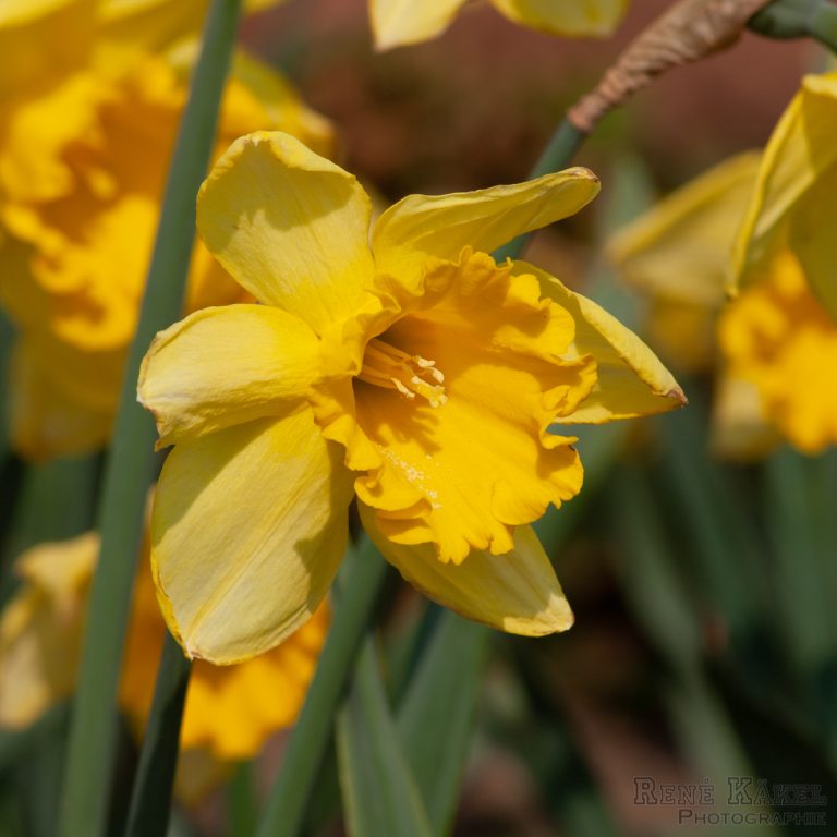 Der Frühling ist da