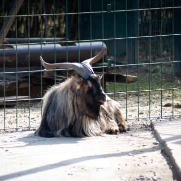 Besuch im Zoo Frankfurt