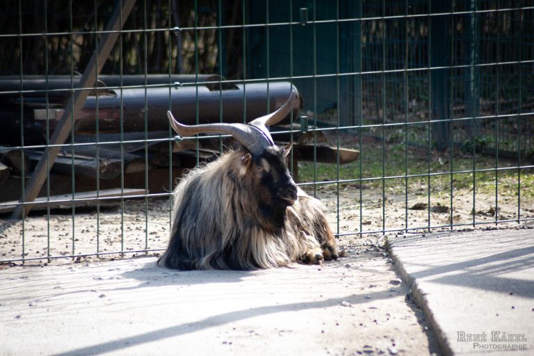 Besuch im Zoo Frankfurt