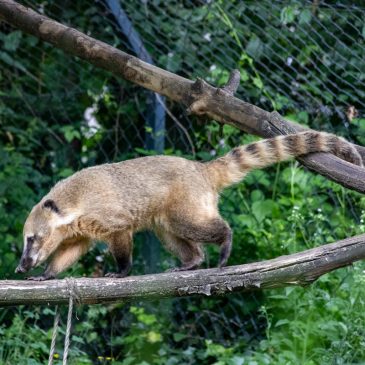 Impressionen aus den Zoo Karlsruhe
