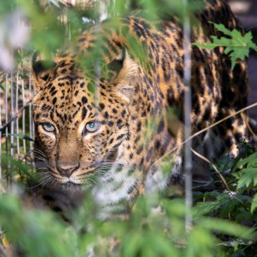 Bilder aus dem Karlsruher Zoo