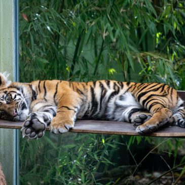 Impressionen aus dem Zoo Frankfurt