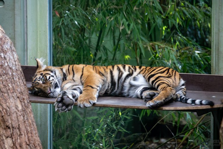 Impressionen aus dem Zoo Frankfurt