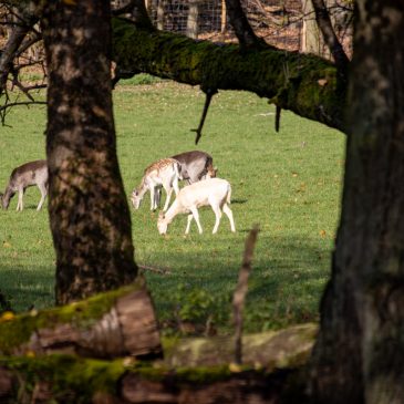 Besuch in der Fasanerie Wiesbaden