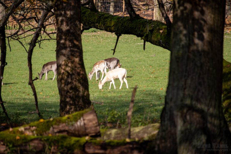 Besuch in der Fasanerie Wiesbaden