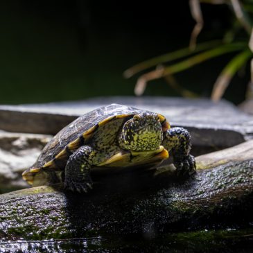 Letzter Besuch des Jahres im Zoo Frankfurt