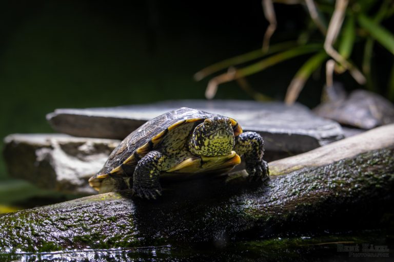 Letzter Besuch des Jahres im Zoo Frankfurt