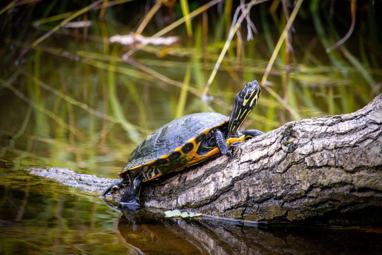 Bild im ZooF Magazin 01/2026