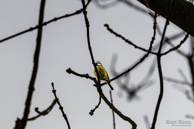 Die Suche nach den Eisvogel