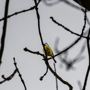 Die Suche nach den Eisvogel