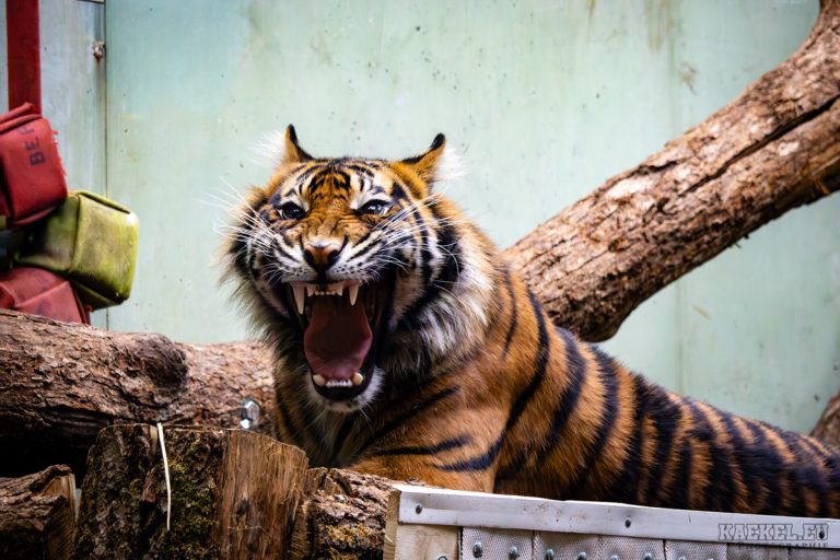 Erster Zoo Besuch des Jahres