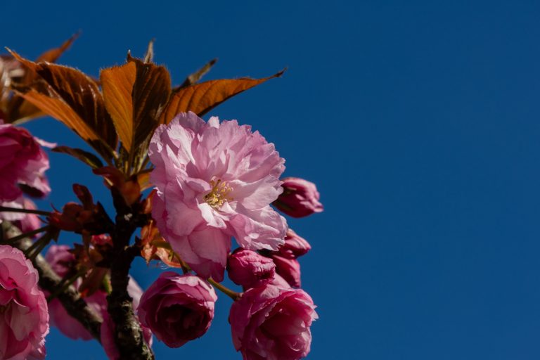 Der Frühling ist im Anmarsch