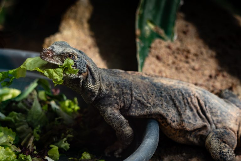 Erneut im Zoo Frankfurt
