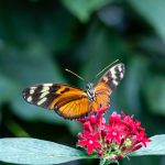 Ein Besuch im Schmetterlingshaus Palmengarten