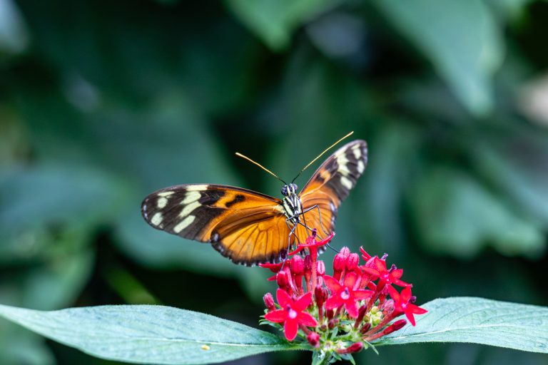 Ein Besuch im Schmetterlingshaus Palmengarten
