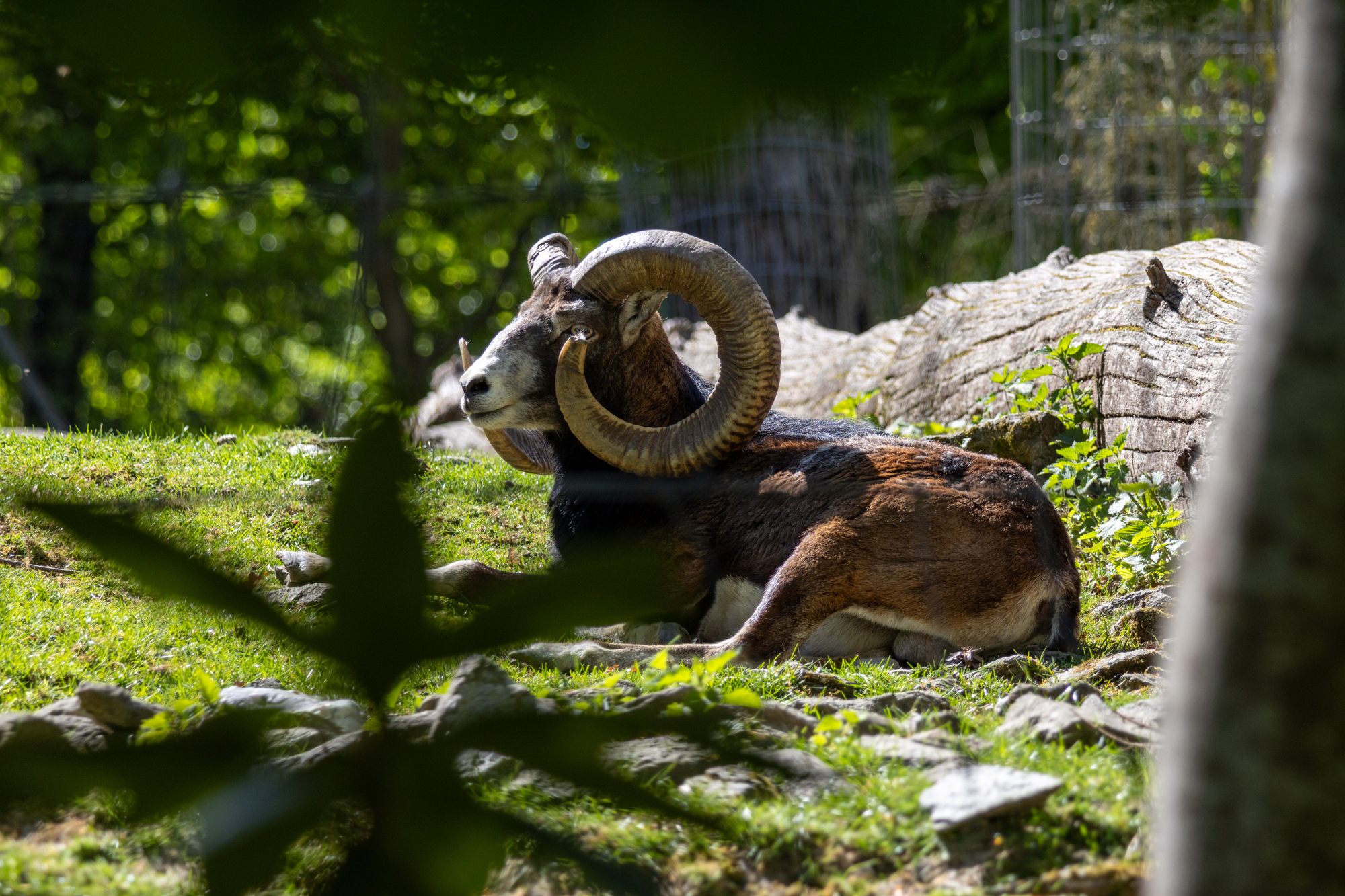 Besuch im Opel-Zoo Kronberg