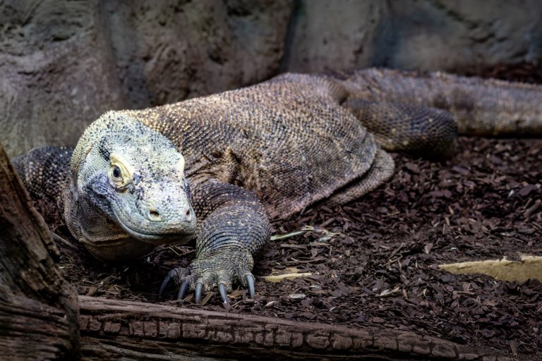 Fotografierbesuch im Zoo Frankfurt