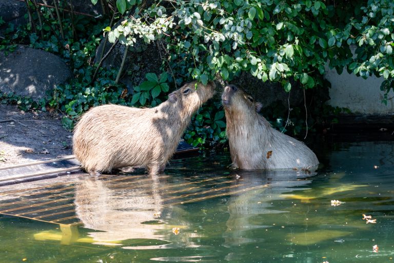 Zoo Karlsruhe bei 37°C