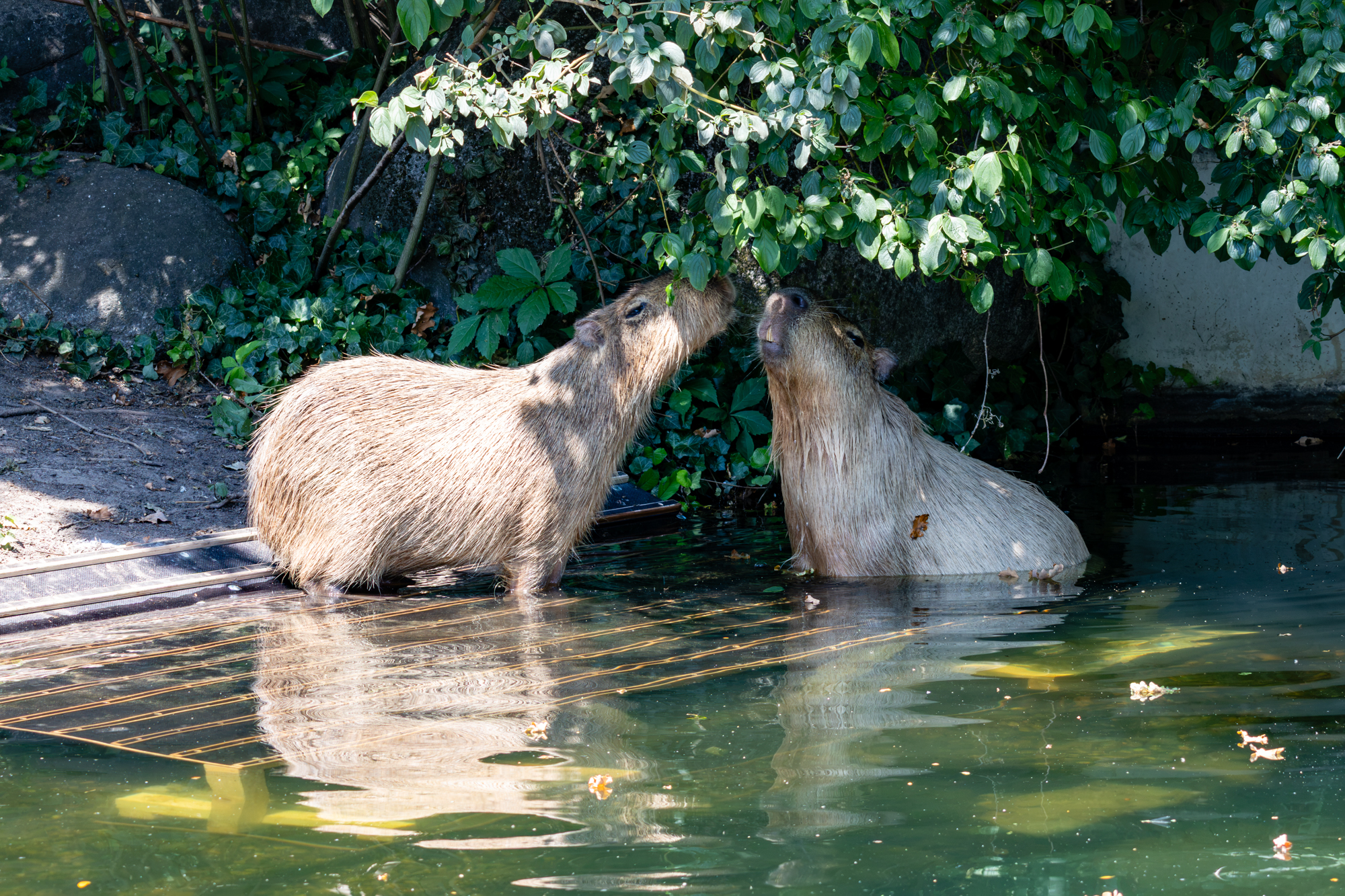 Zoo Karlsruhe bei 37°C