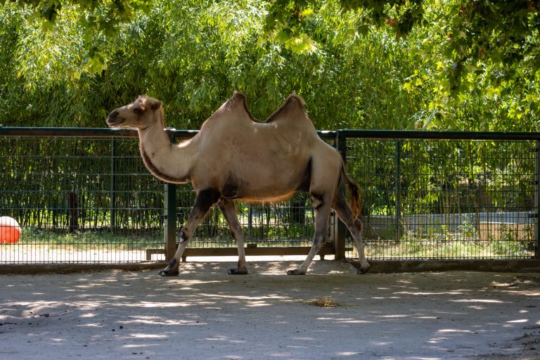 Zoo Besuch an einem Sommertag