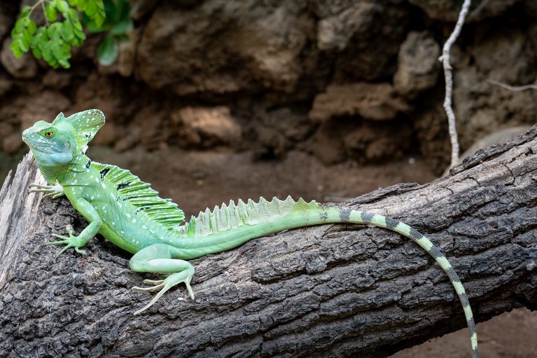 Fotografierbesuch im Zoo Frankfurt