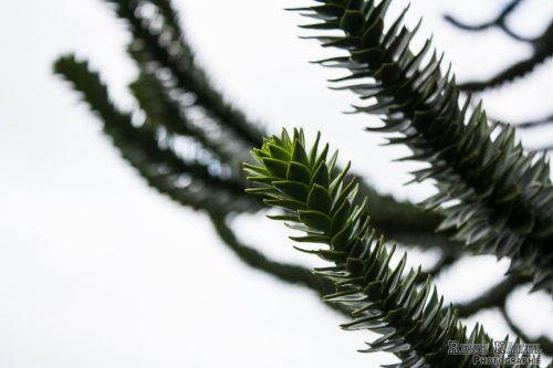 IMG 0284