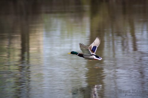 IMG 1826