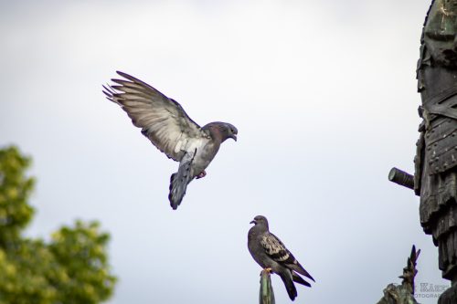 IMG 7569