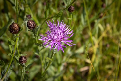 IMG 8988