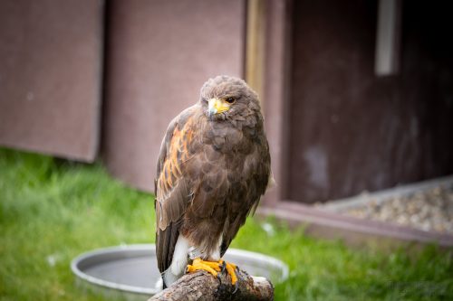 IMG 9894