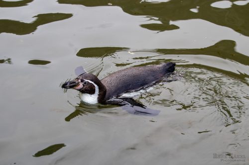 IMG 4825