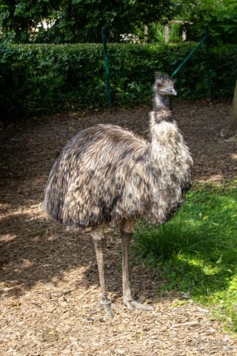 IMG 4977