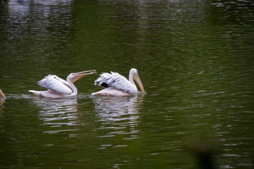 IMG 6210