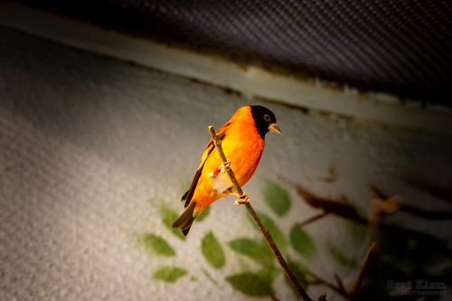 IMG 7128-Verbessert-RR