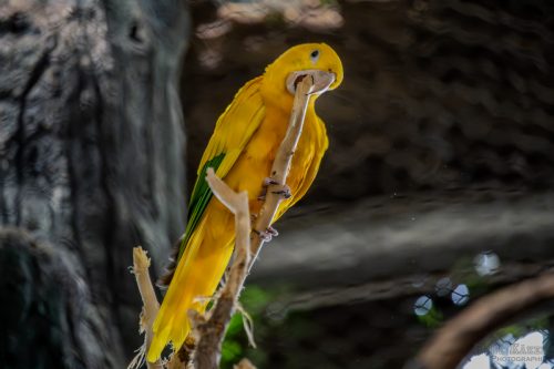 IMG 0535